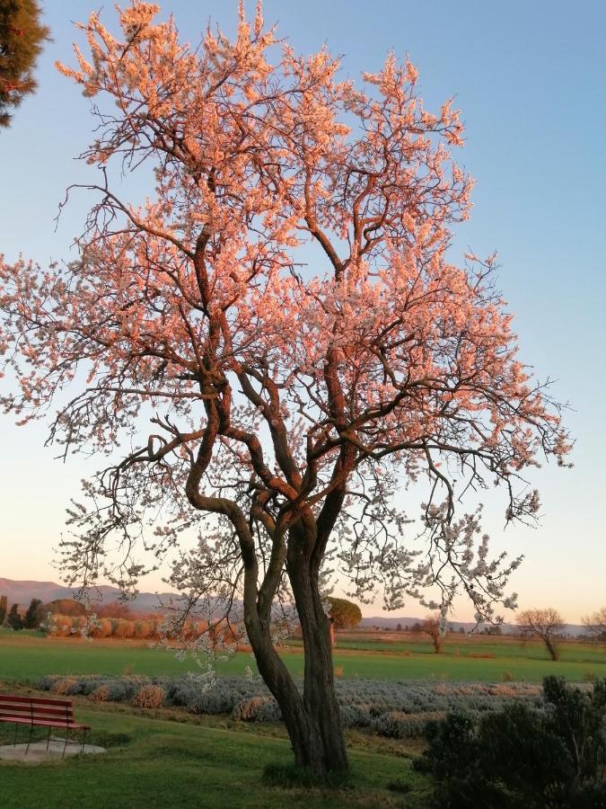 Agriturismo Susanna E Atria Bibbona Luaran gambar